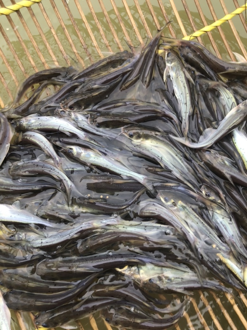 湖北斑点叉尾鱼鮰鱼苗