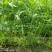 基地推荐小籽茼蒿菜种子美味绿翡翠光杆茼蒿种子基地专用