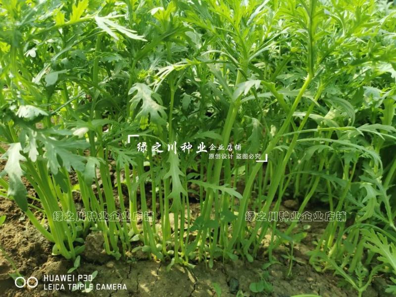 基地推荐小籽茼蒿菜种子美味绿翡翠光杆茼蒿种子基地专用