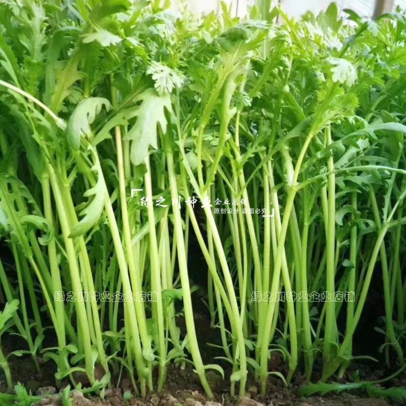 基地推荐小籽茼蒿菜种子美味绿翡翠光杆茼蒿种子基地专用