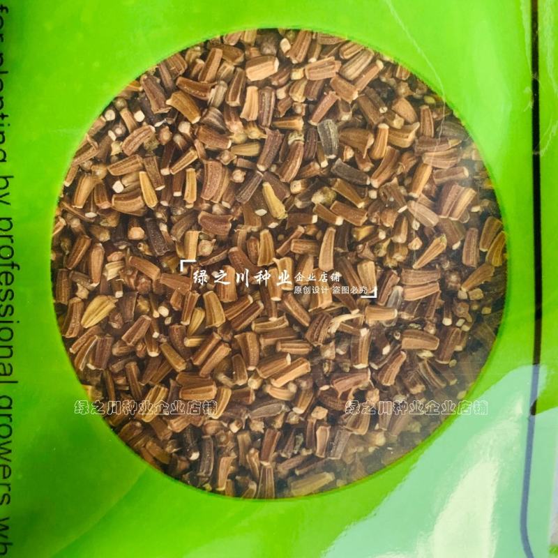 基地推荐小籽茼蒿菜种子美味绿翡翠光杆茼蒿种子基地专用