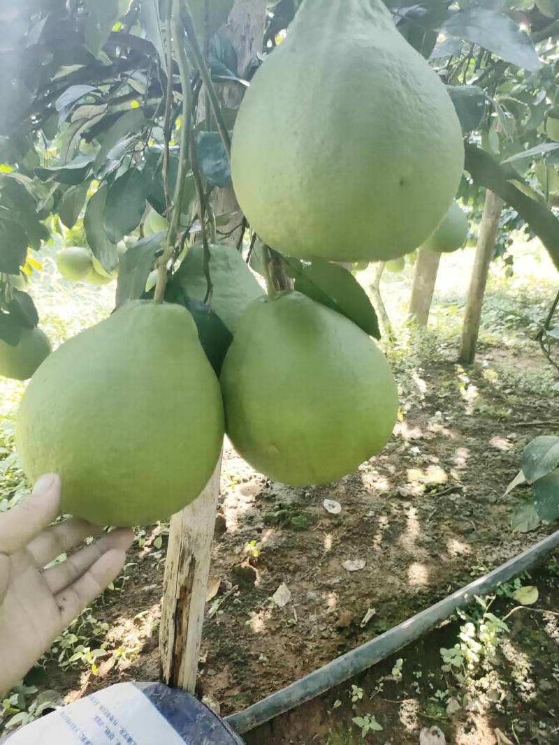 高山老树。正宗江永老树柚马上上市了