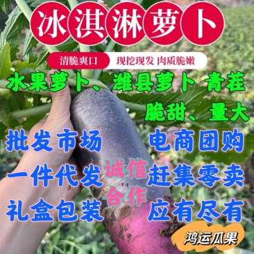 天星02，希卡利，冰激凌萝青萝卜，水果萝卜，山东潍县萝卜