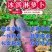 天星02，希卡利，冰激凌萝青萝卜，水果萝卜，山东潍县萝卜