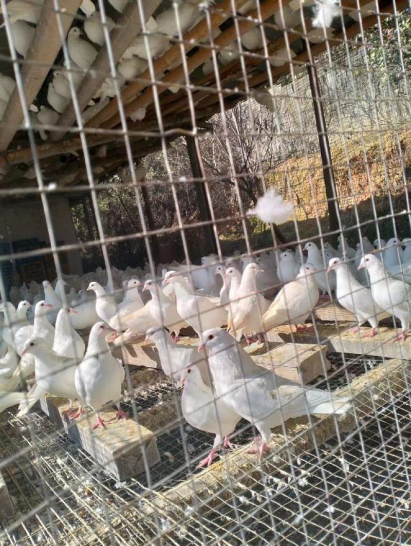 广东现杀乳鸽大量有货支持一件代发，对接商超超市电商平台