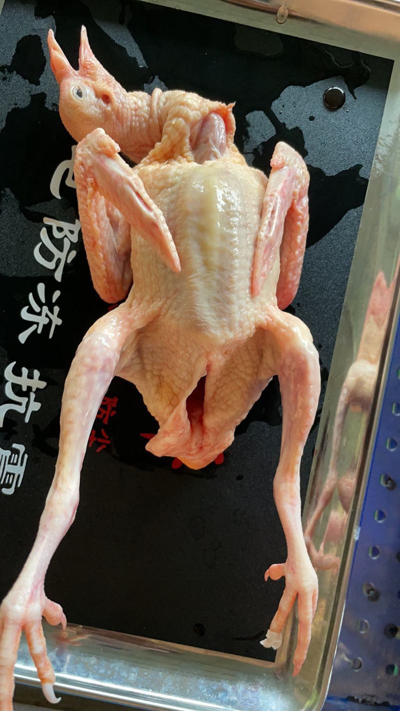 广东现杀乳鸽大量有货支持一件代发，对接商超超市电商平台