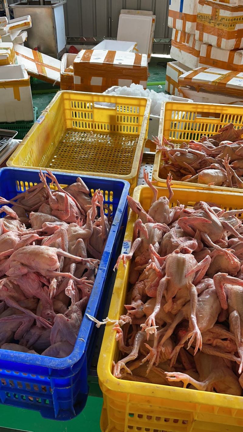 广东现杀乳鸽大量有货支持一件代发，对接商超超市电商平台