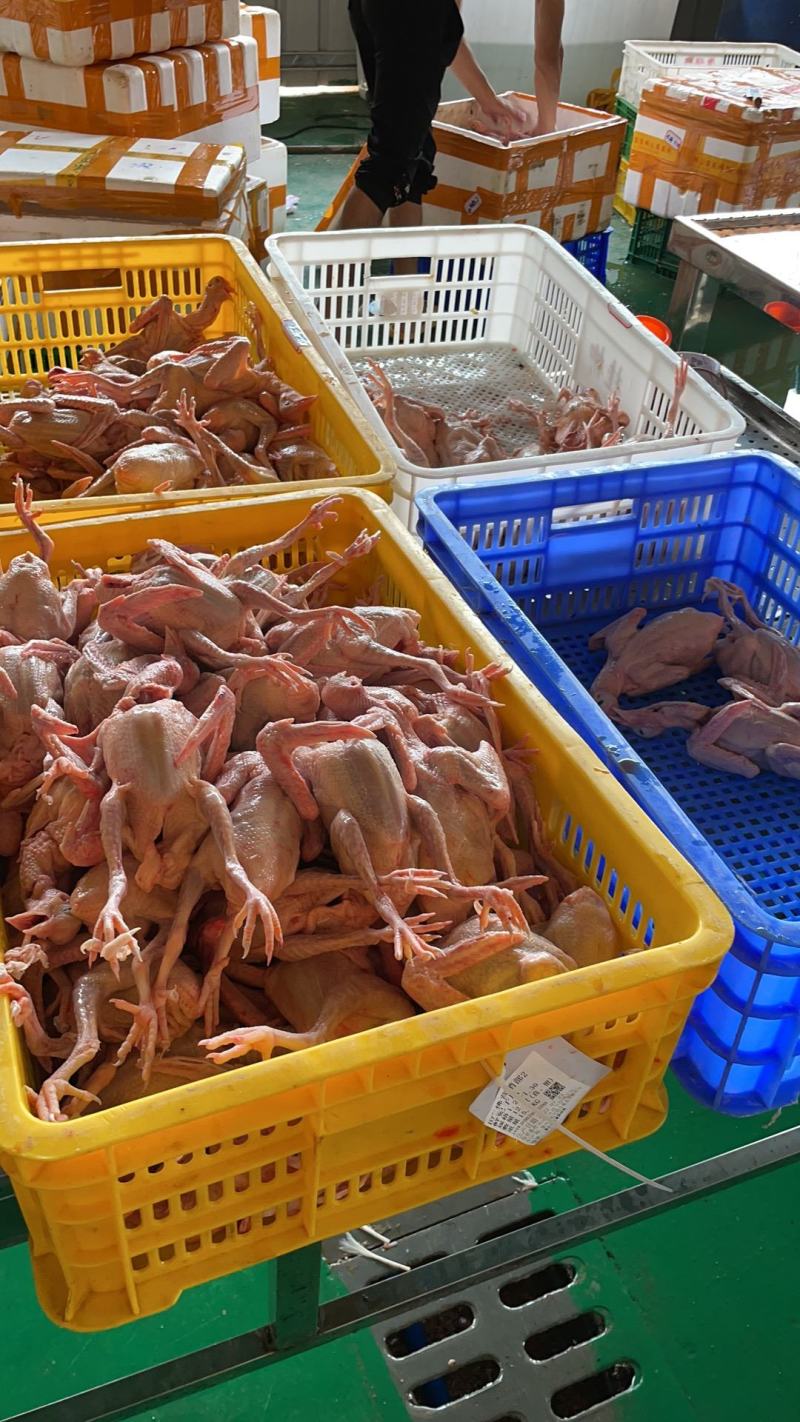广东现杀乳鸽大量有货支持一件代发，对接商超超市电商平台