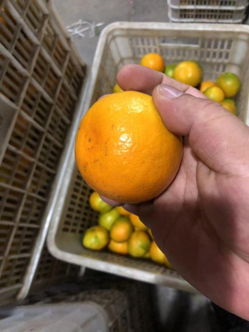 【蜜橘】湖北精品蜜橘，产地直发，价格便宜，诚信经营