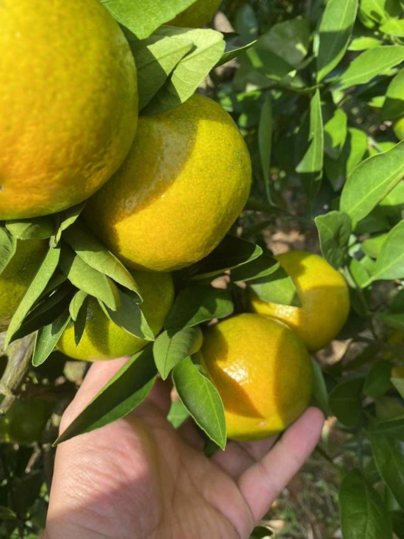 【蜜橘】湖北精品蜜橘，产地直发，价格便宜，诚信经营
