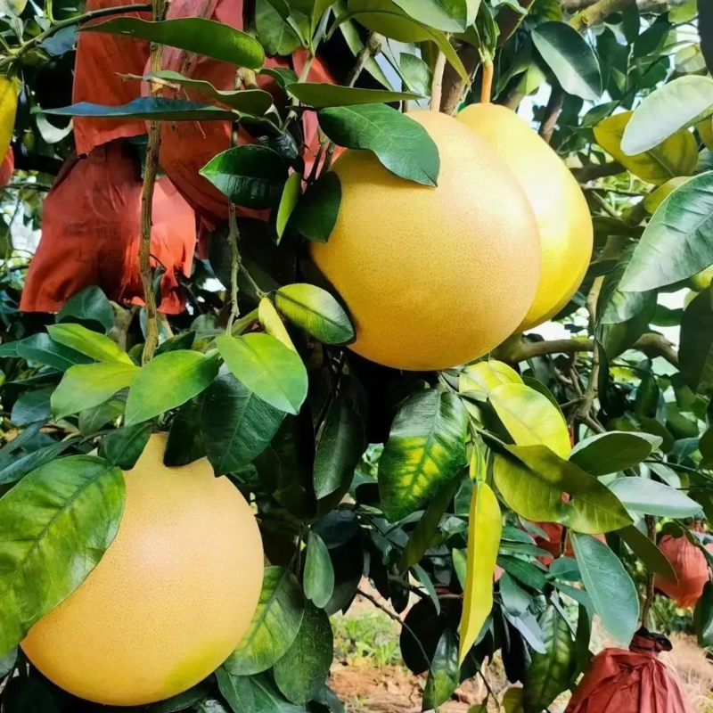 【蜜柚】湖北优质红心柚，一手货源，全国发货，可视频看货