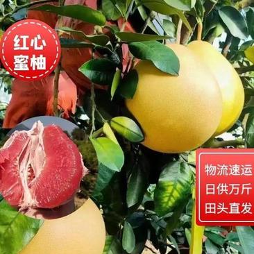 【红心柚】精品三红柚，品质保证，价格便宜，欢迎来电