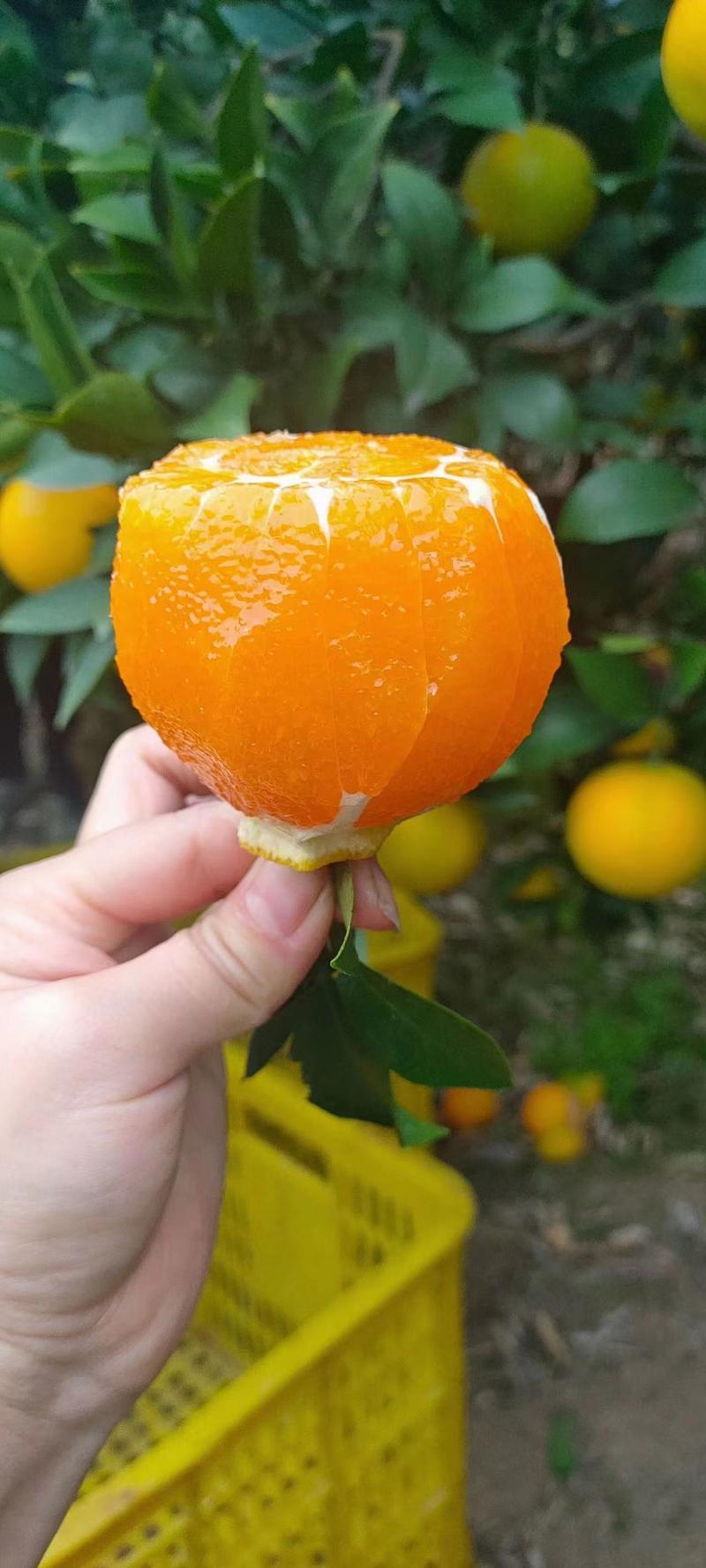 【九月红】湖北精品脐橙，现摘现发，诚信经营，全国发货