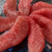 【三红柚】湖北优质红心蜜柚，口感甜，价格低，可视频看货