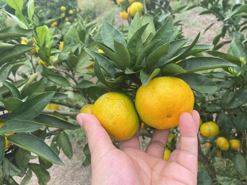 精品湖北高山蜜橘，一手货源，颜色好，口感好，品质好，量大