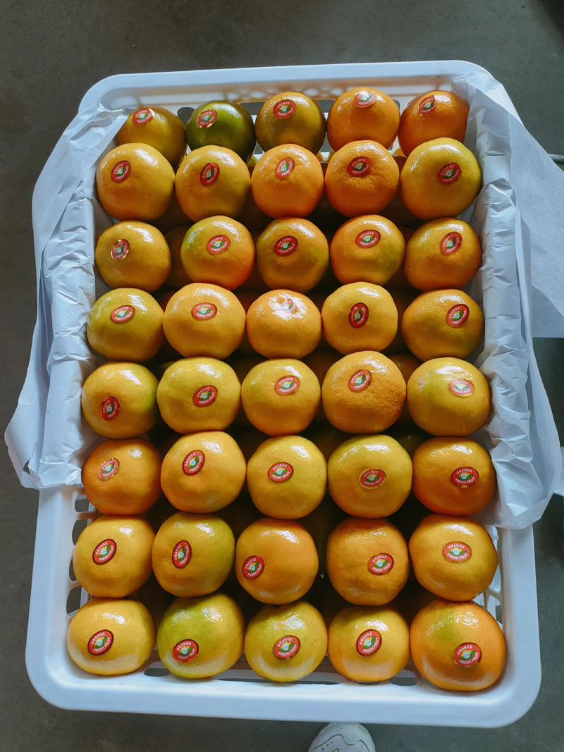 精品湖北高山蜜橘，一手货源，颜色好，口感好，品质好，量大