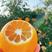九月红脐橙已大量上市，产地现摘现发，品质保证，量大从优
