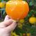 九月红脐橙已大量上市，产地现摘现发，品质保证，量大从优
