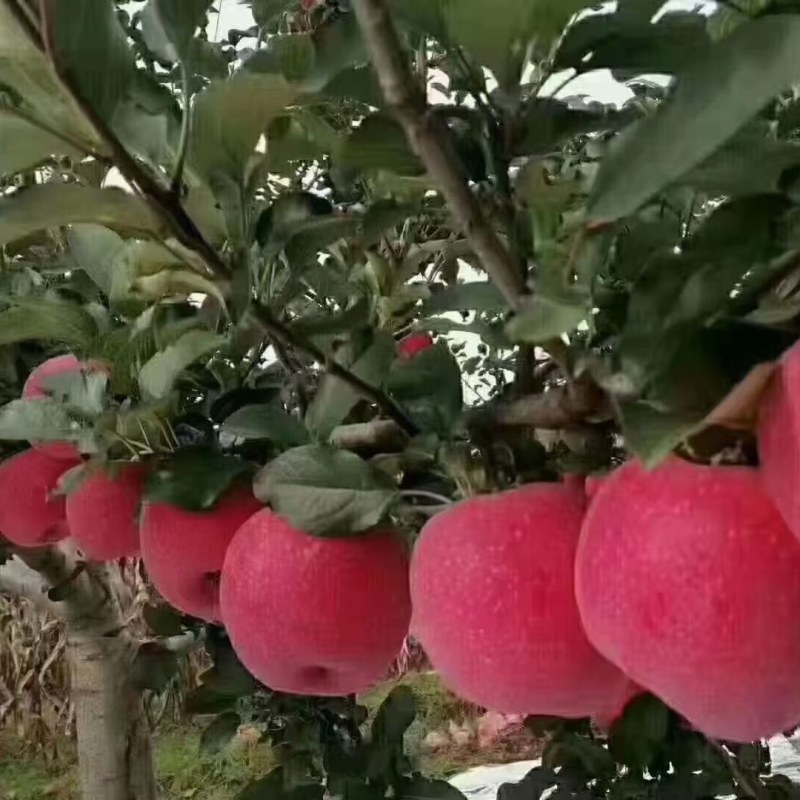 苹果熟了，质量挺好的，今年气候原因，苹果价格坚挺，