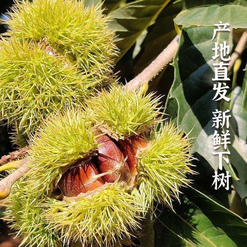 【3113元旦促销】正宗迁西板栗产地直发口感糯度香甜皮薄