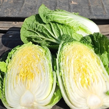 山地大白菜