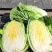 山地大白菜