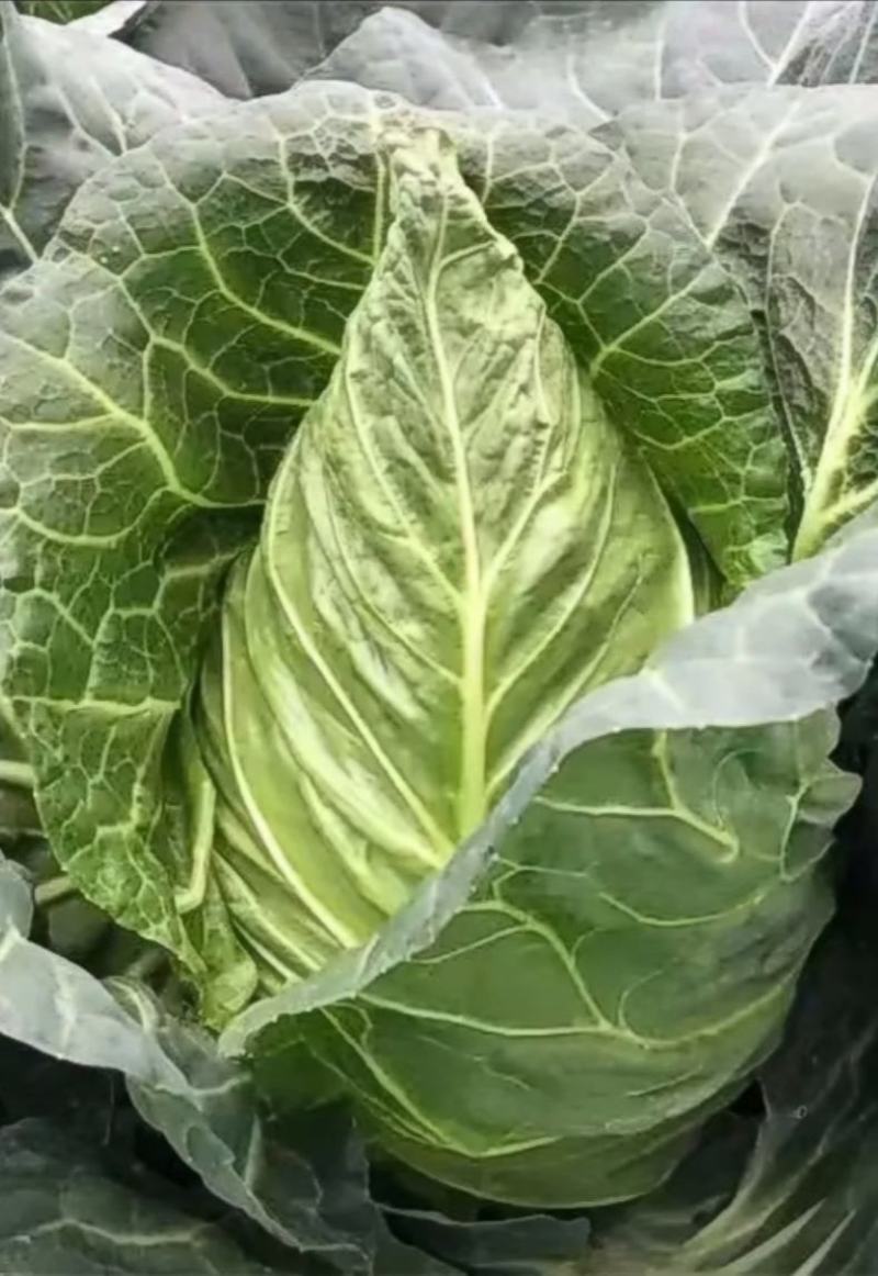 牛心甘蓝种子翠叶尖峰品质型大球尖顶外叶翠绿黄芯脆嫩