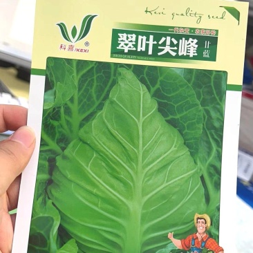 牛心甘蓝种子翠叶尖峰品质型大球尖顶外叶翠绿黄芯脆嫩