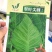 牛心甘蓝种子翠叶尖峰品质型大球尖顶外叶翠绿黄芯脆嫩