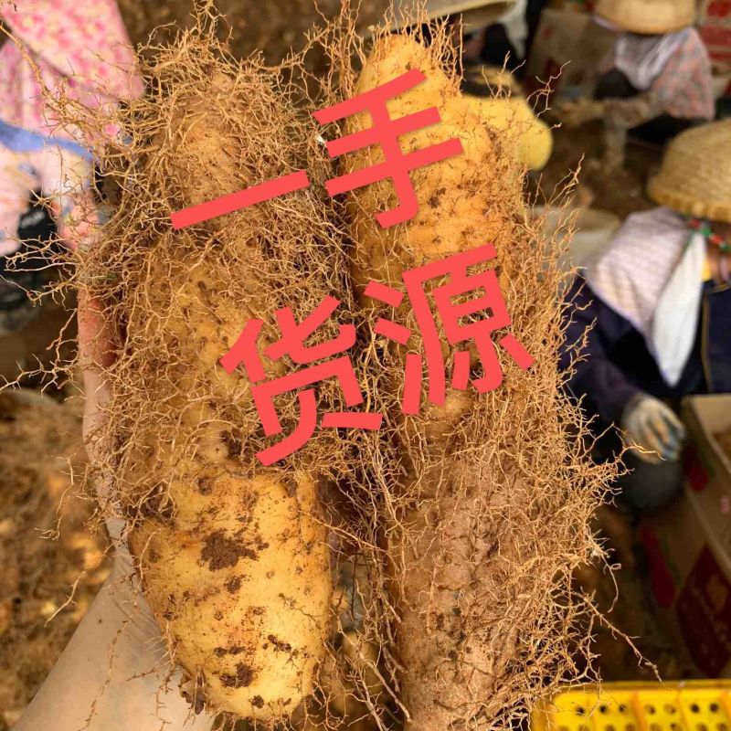 广东毛薯甜薯毛山药