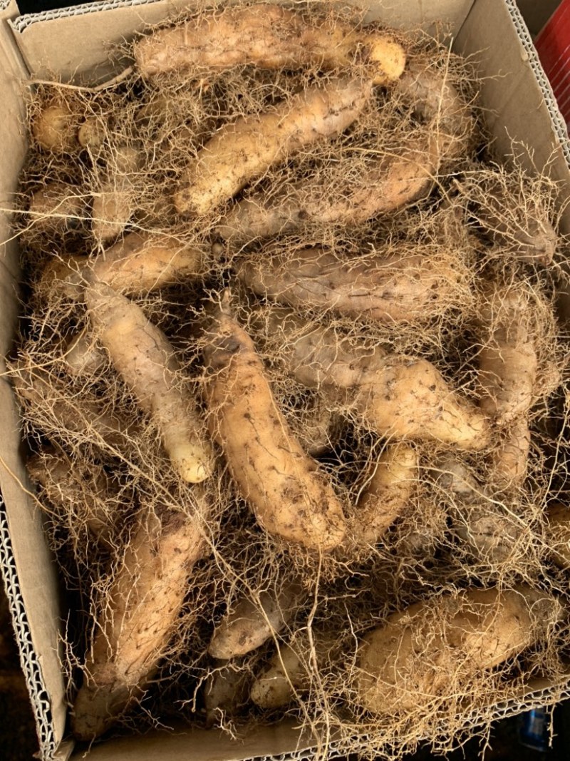 广东毛薯甜薯毛山药