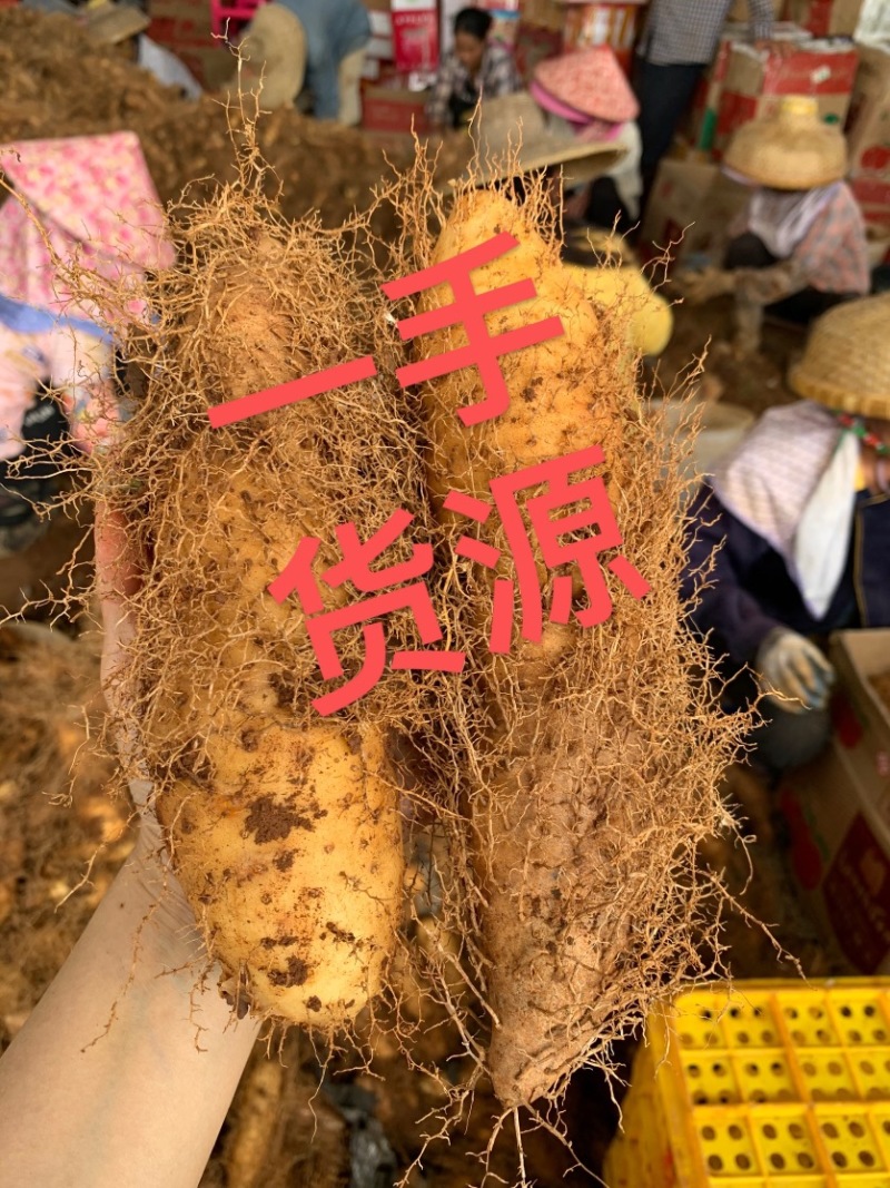 广东毛薯甜薯毛山药