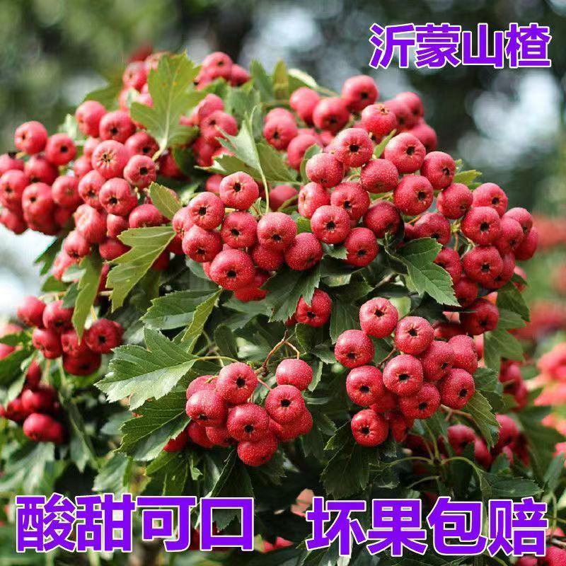 山楂，沂蒙山区大金星山楂，现摘现发，对接市场，商超。加工