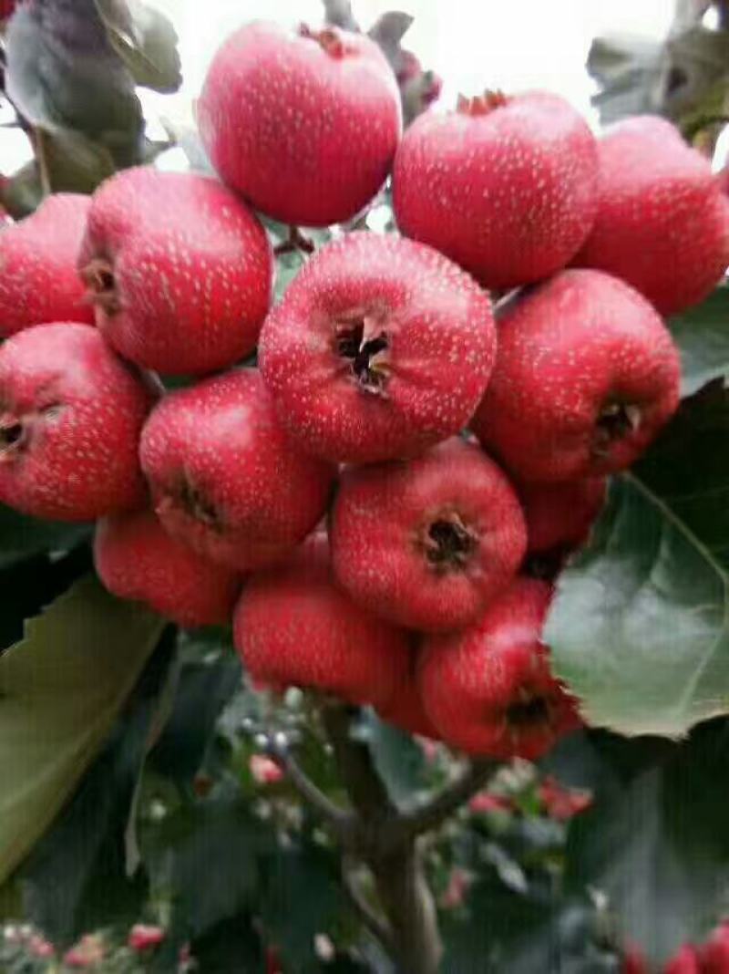 山楂，沂蒙山区大金星山楂，现摘现发，对接市场，商超。加工