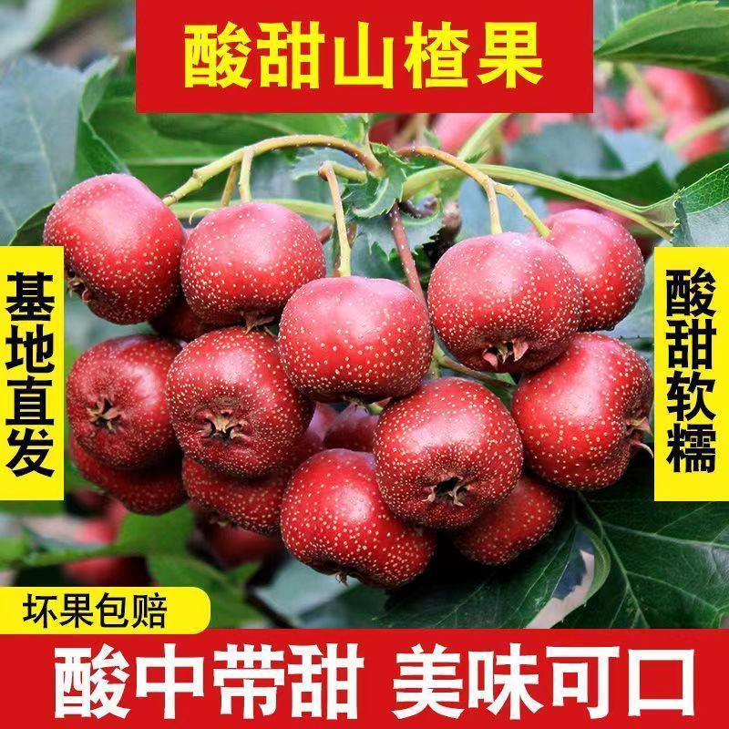 山楂，沂蒙山区大金星山楂，现摘现发，对接市场，商超。加工