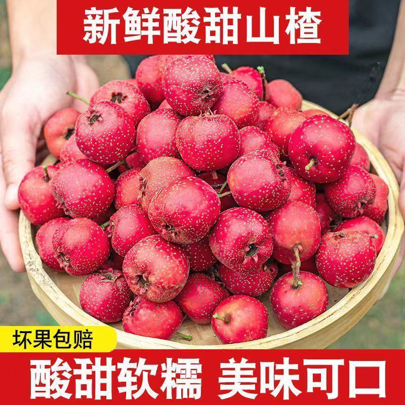 山楂，沂蒙山区大金星山楂，现摘现发，对接市场，商超。加工