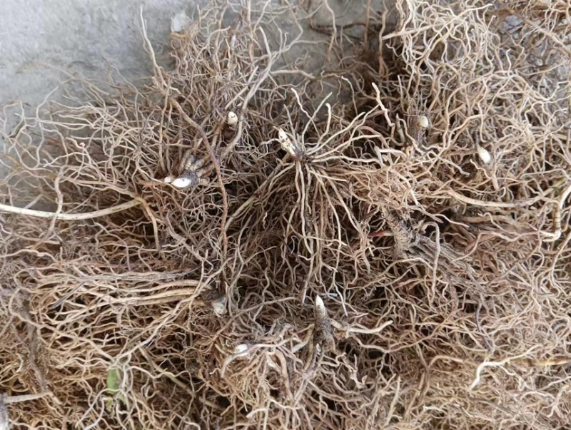 铃兰花芽
