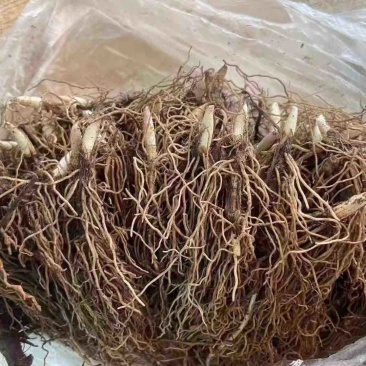 【牛商推荐】铃兰种芽，铃兰盆栽，大量现货供应优惠耐寒花卉