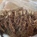 【牛商推荐】铃兰种芽，铃兰盆栽，大量现货供应优惠耐寒花卉
