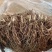 【牛商推荐】铃兰种芽，铃兰盆栽，大量现货供应优惠耐寒花卉