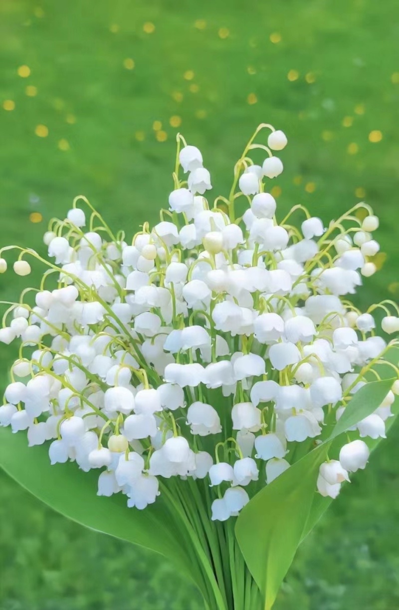 【牛商推荐】铃兰种芽，铃兰盆栽，大量现货供应优惠耐寒花卉