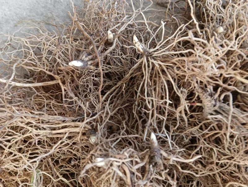 【牛商推荐】铃兰种芽，铃兰盆栽，大量现货供应优惠耐寒花卉