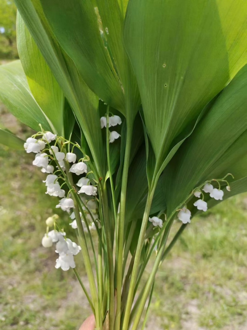 【牛商推荐】铃兰种芽，铃兰盆栽，大量现货供应优惠耐寒花卉