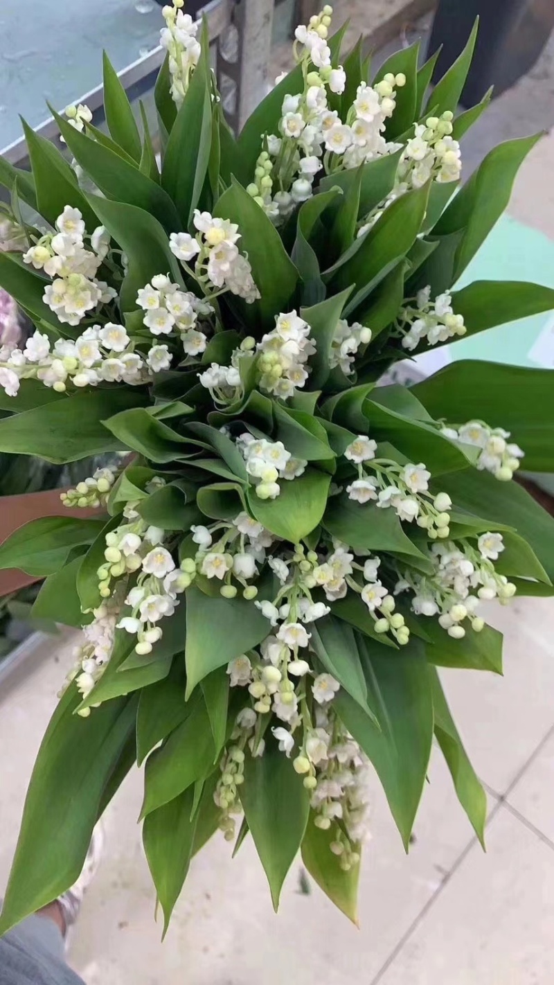 【牛商推荐】铃兰种芽，铃兰盆栽，大量现货供应优惠耐寒花卉
