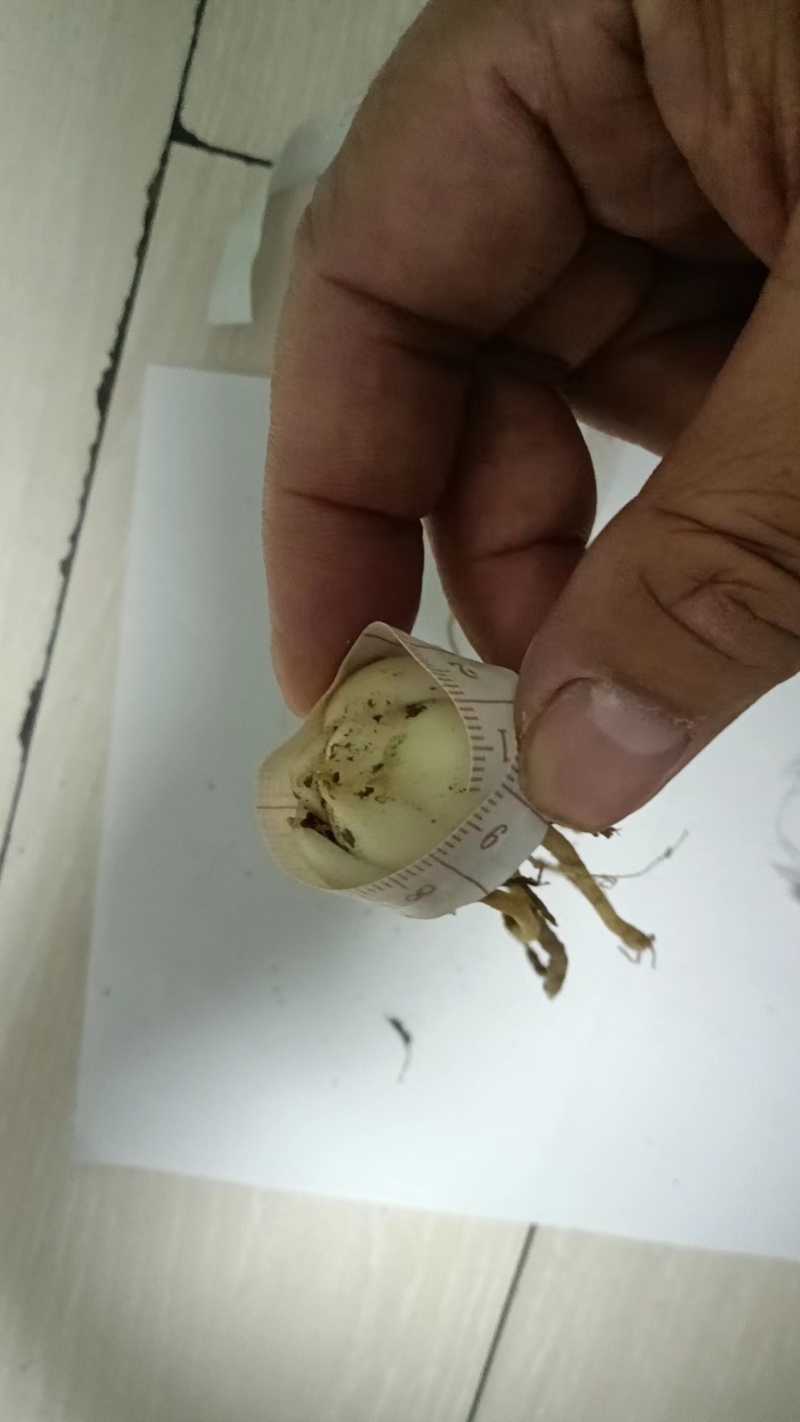 一手货源大量批发，五种颜色