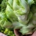 儿菜安徽儿菜已经大量上市有需要的老板请联系