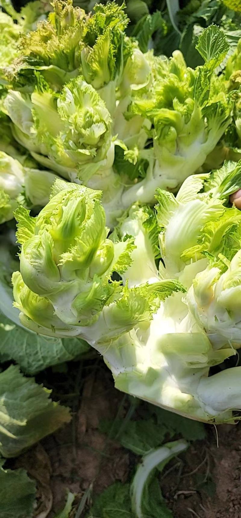 儿菜安徽儿菜已经大量上市有需要的老板请联系