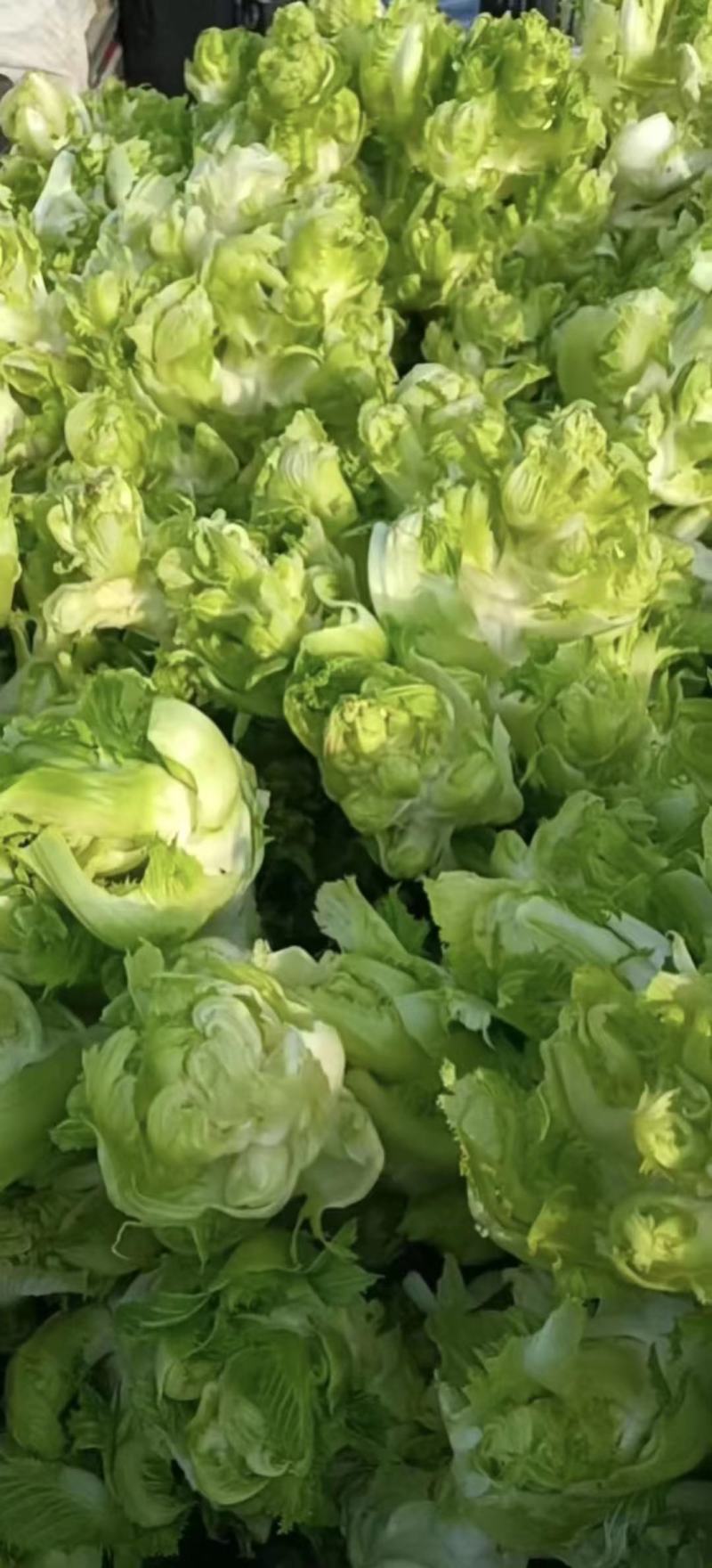 儿菜安徽儿菜已经大量上市有需要的老板请联系