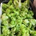 儿菜安徽儿菜已经大量上市有需要的老板请联系