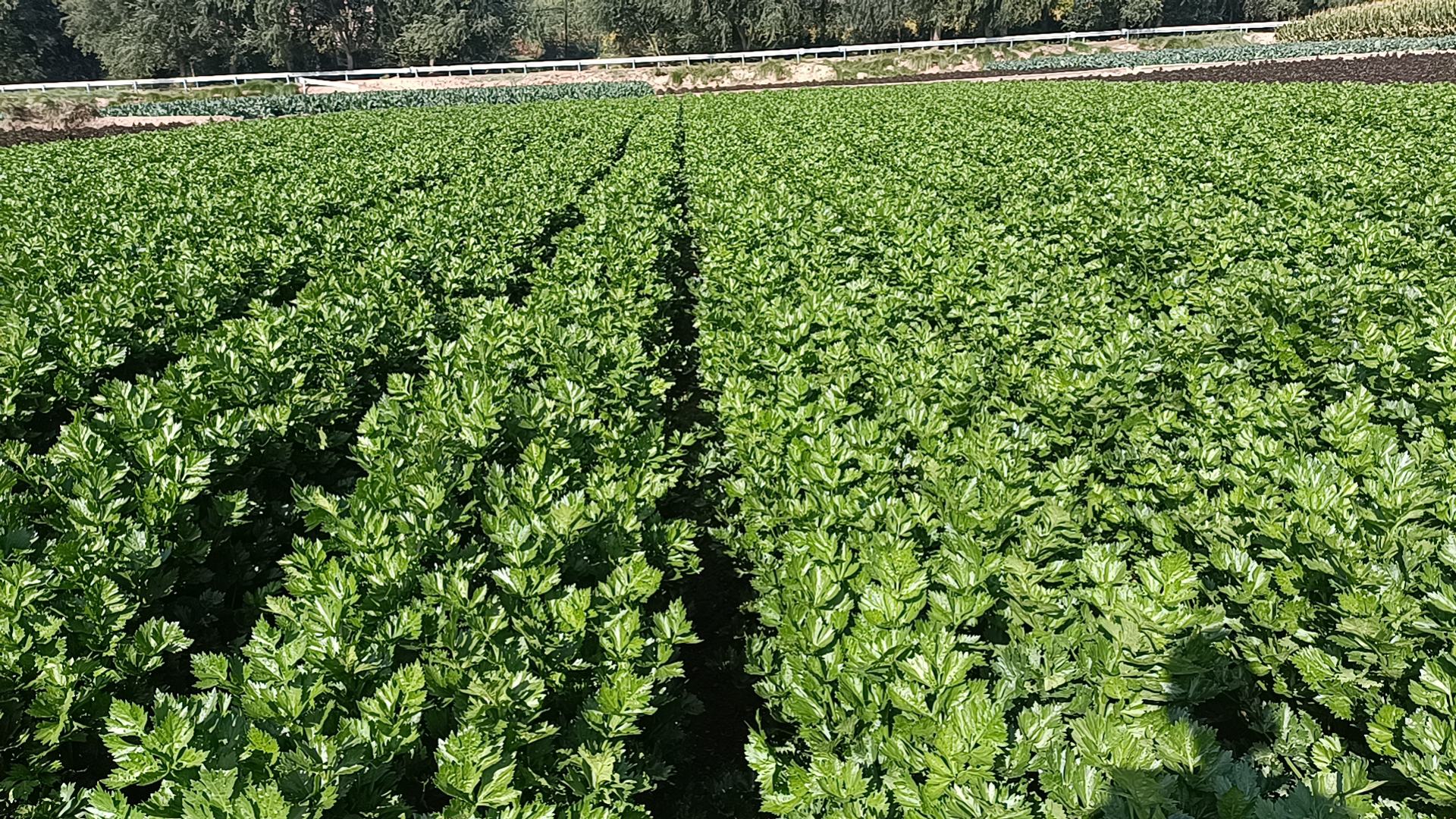 芹菜越冬田间生长实景